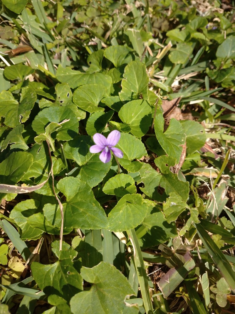 Viola philippica var. pseudojaponica photo 6