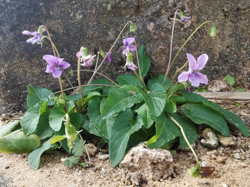 Viola philippica var. pseudojaponica photo 7