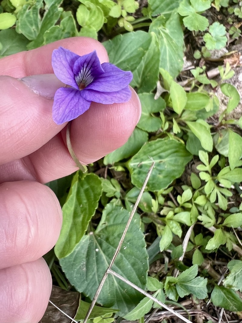 Viola philippica var. pseudojaponica photo 8