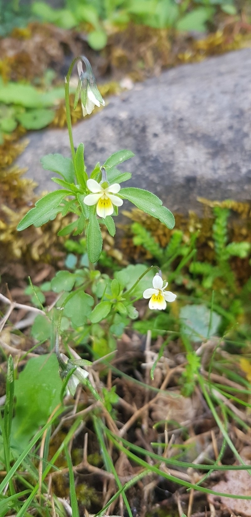Viola phitosiana photo 2