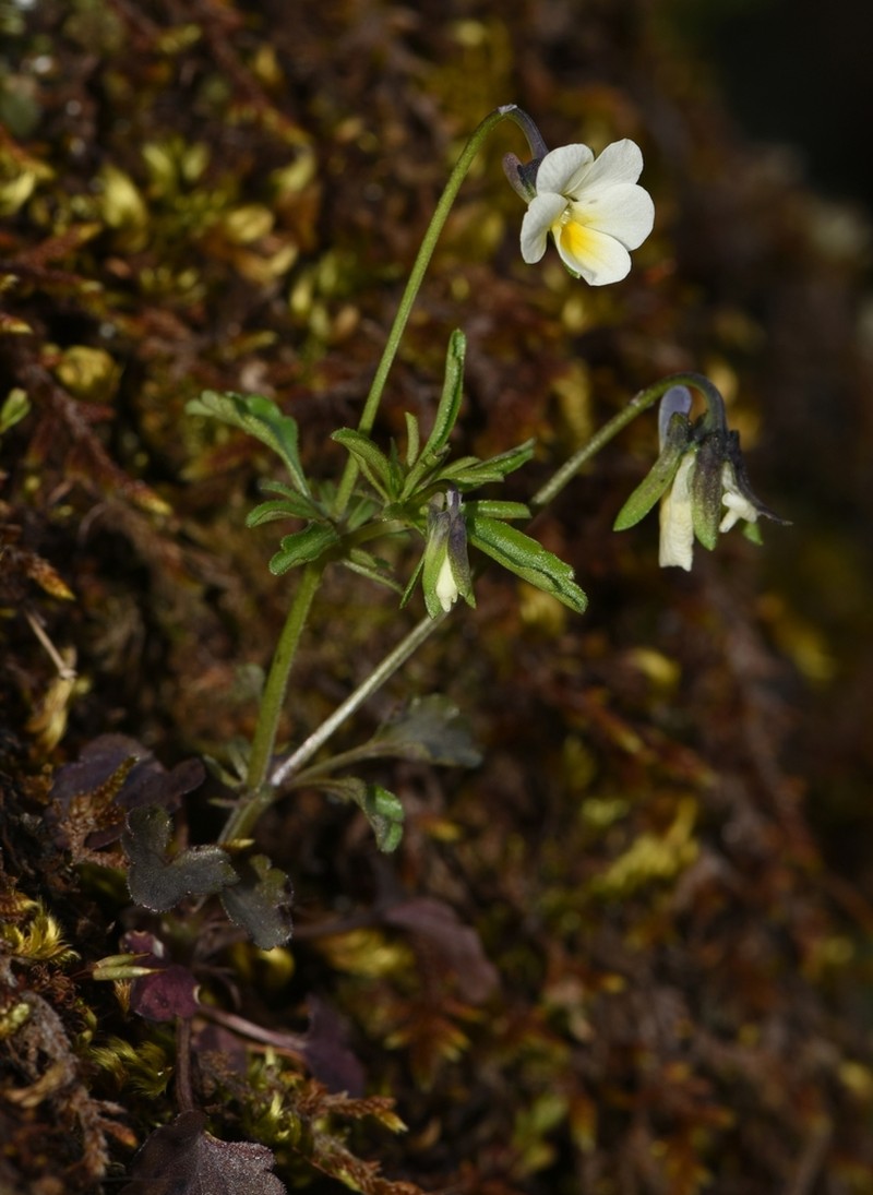 Viola phitosiana photo 3