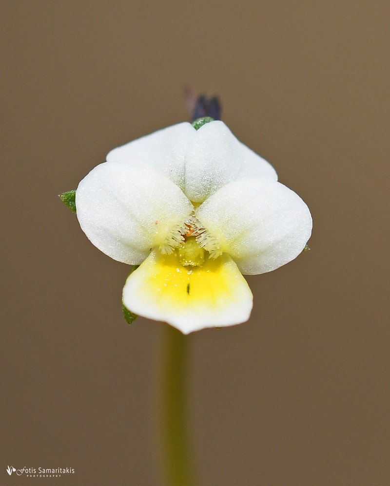 Viola phitosiana photo 5