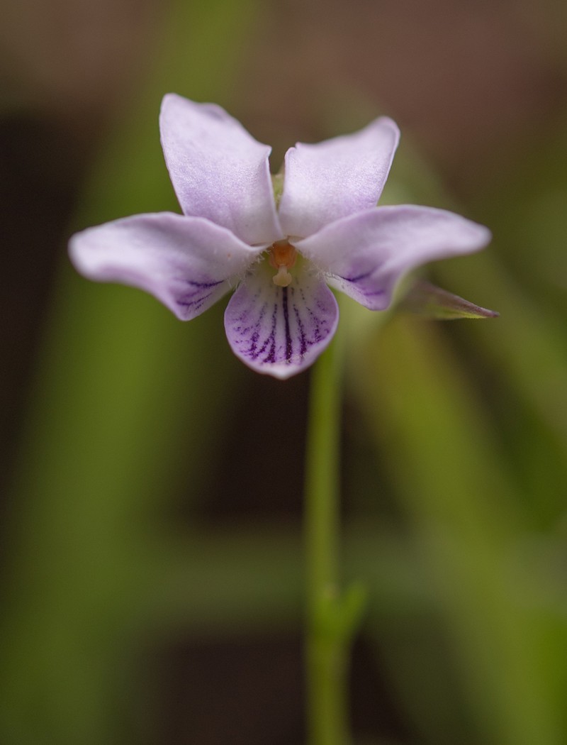 Viola pilosa photo 2