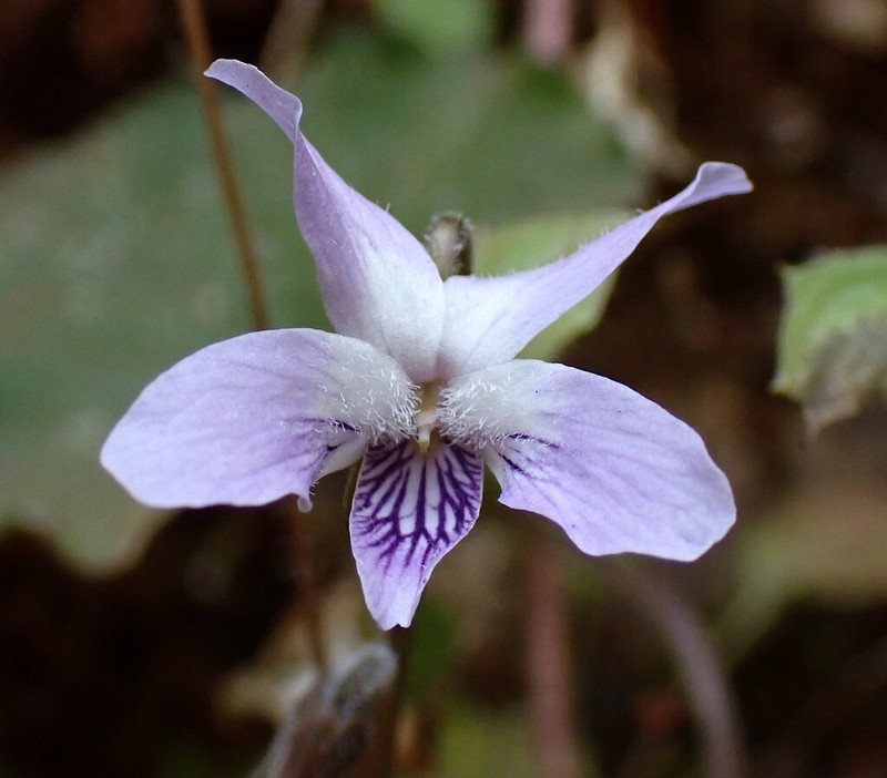 Viola pilosa photo 3