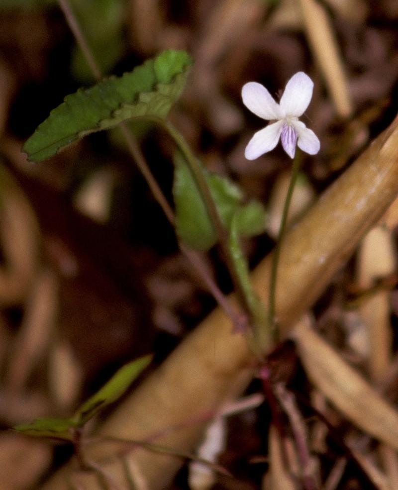 Viola pilosa photo 4