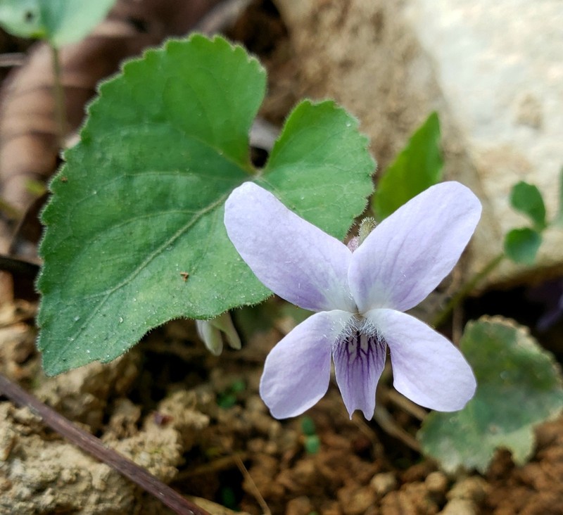 Viola pilosa photo 5