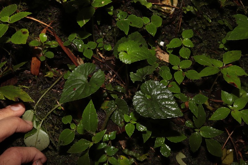 Viola pilosa photo 6