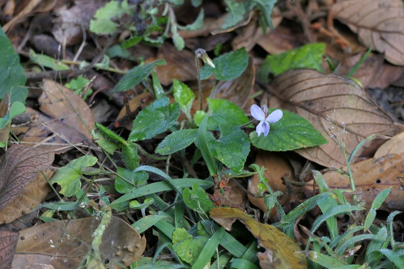 Viola pilosa photo 7