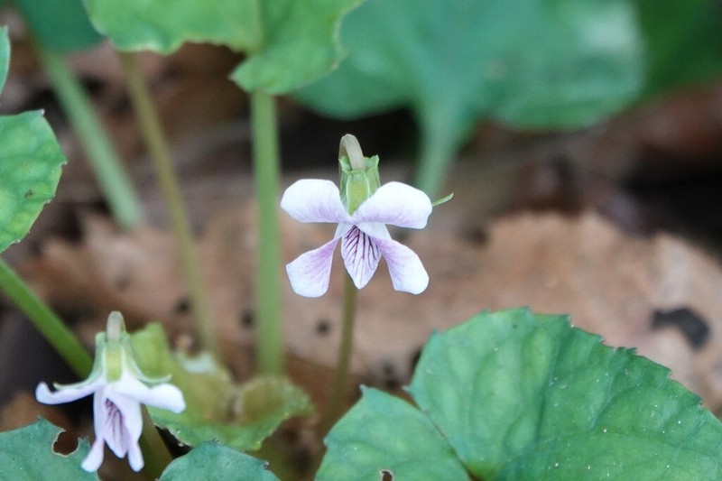 Viola pilosa photo 8