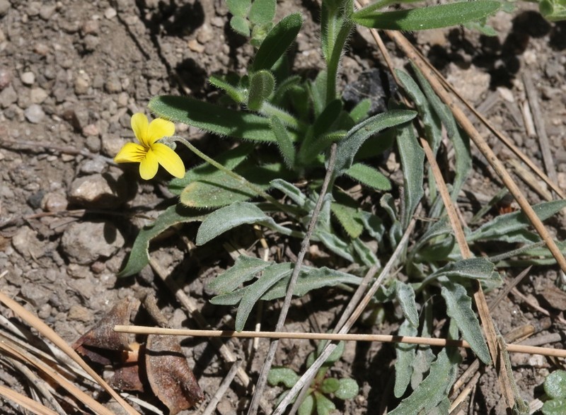 Goosefoot Yellow Violet photo 2