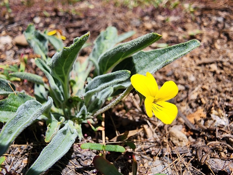 Goosefoot Yellow Violet photo 3