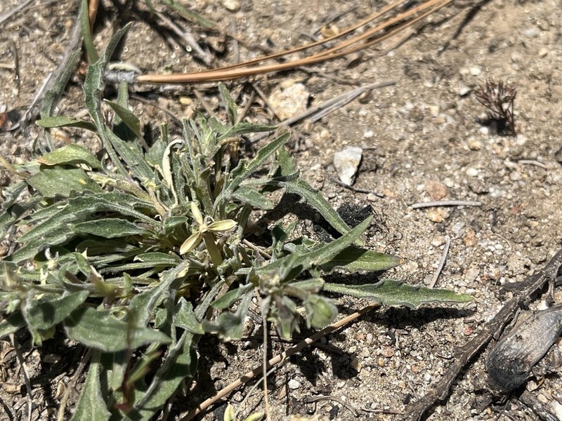 Goosefoot Yellow Violet photo 5