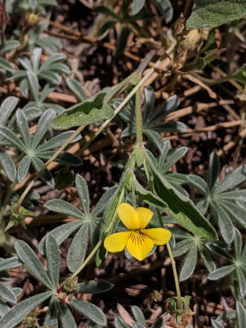 Goosefoot Yellow Violet photo 6