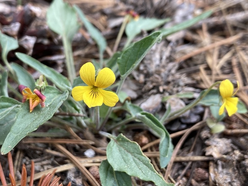 Goosefoot Yellow Violet photo 7