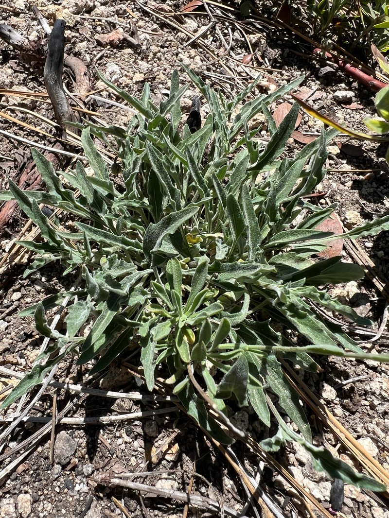 Viola pinetorum var. grisea