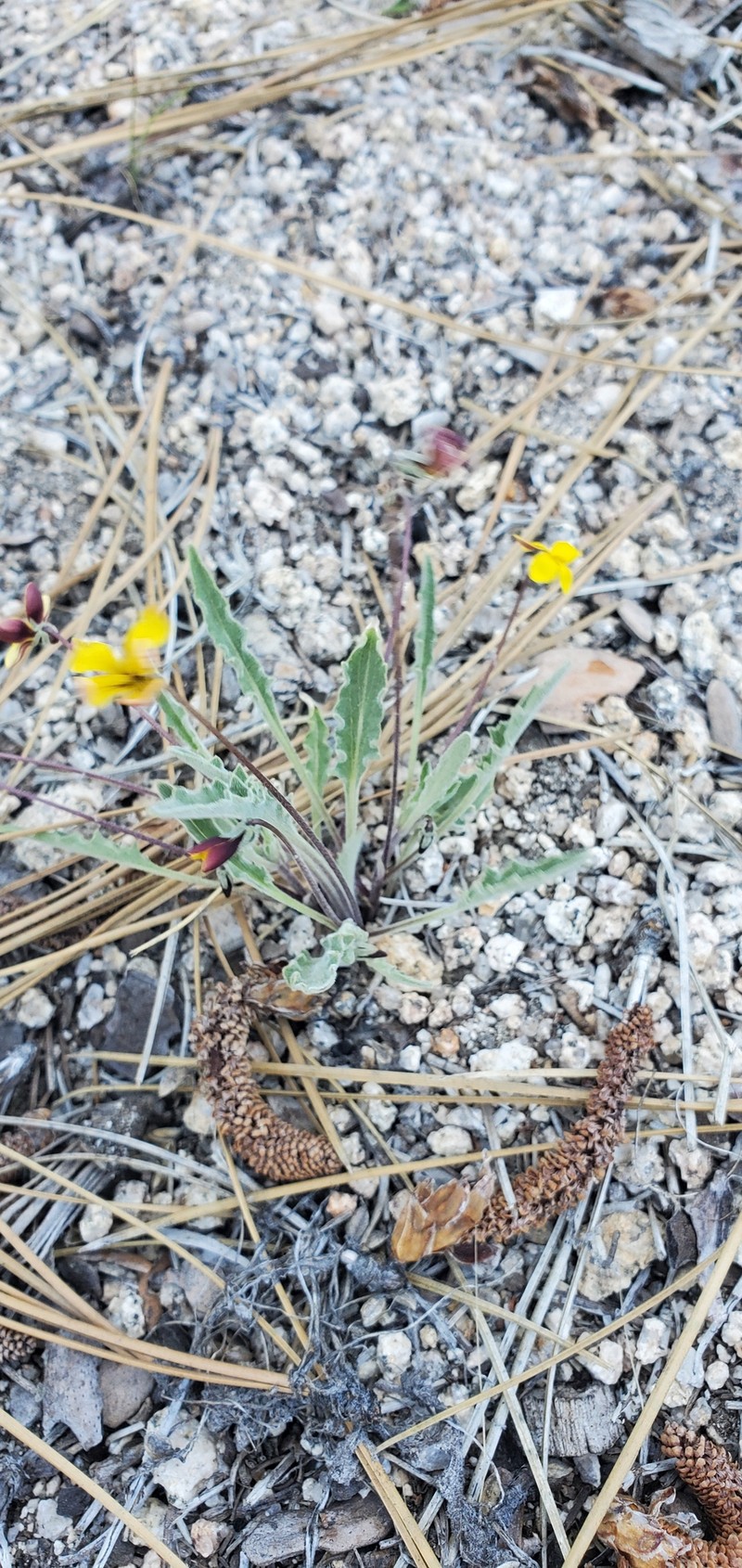 Viola pinetorum var. grisea photo 2
