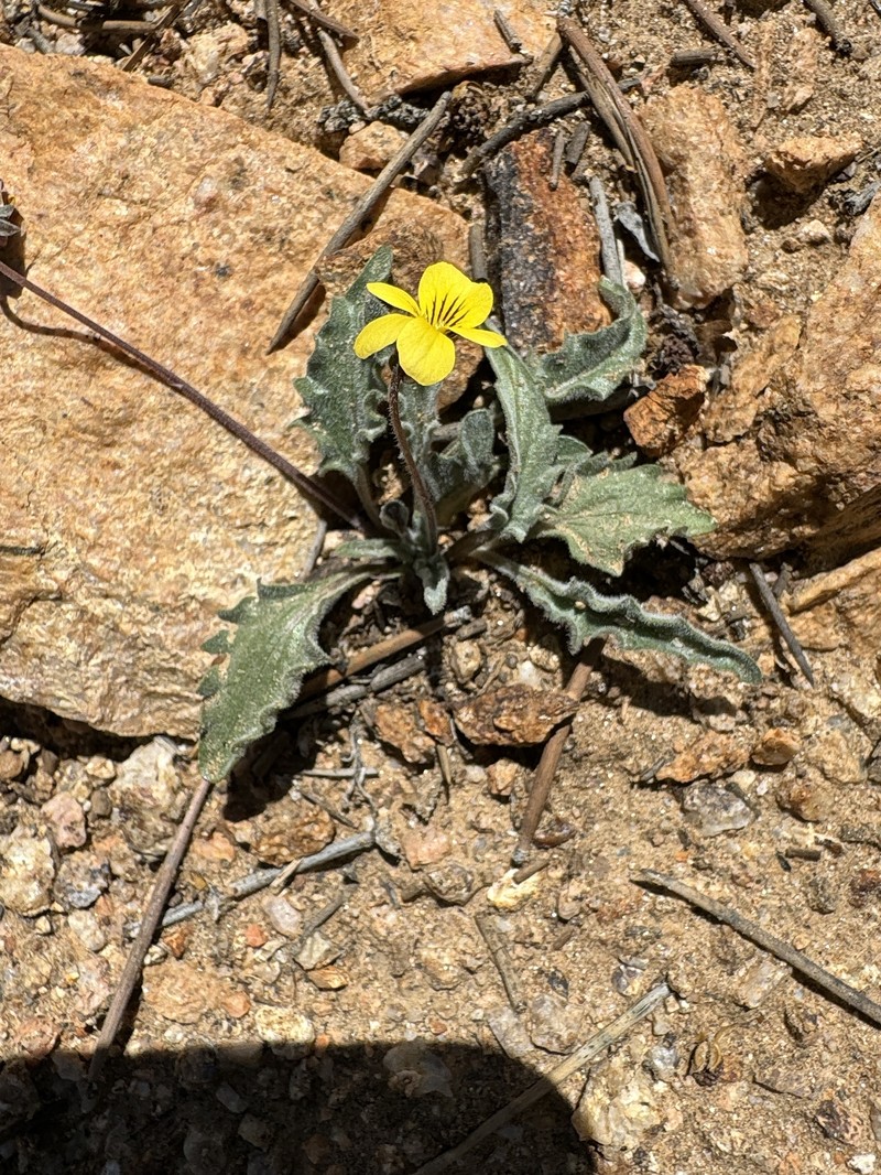 Viola pinetorum var. grisea photo 3