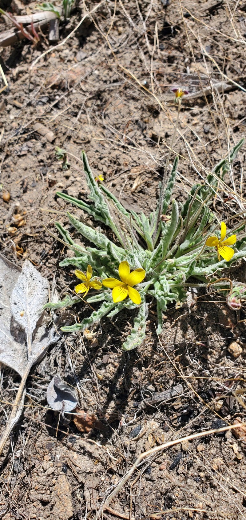 Viola pinetorum var. grisea photo 4