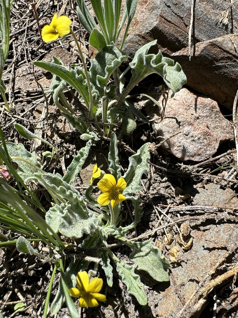 Viola pinetorum var. grisea photo 6