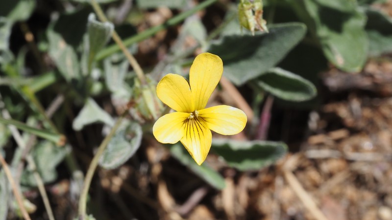 Viola pinetorum var. pinetorum