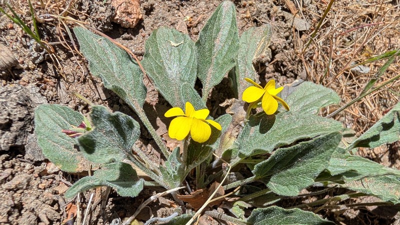 Viola pinetorum var. pinetorum photo 2