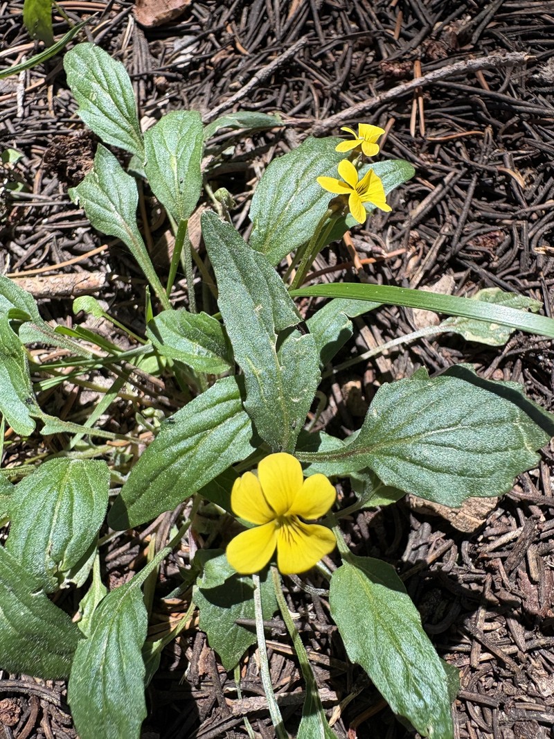 Viola pinetorum var. pinetorum photo 3