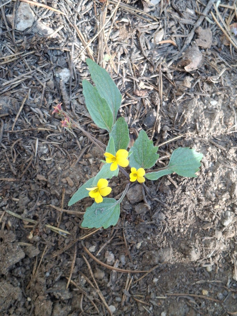 Viola pinetorum var. pinetorum photo 4