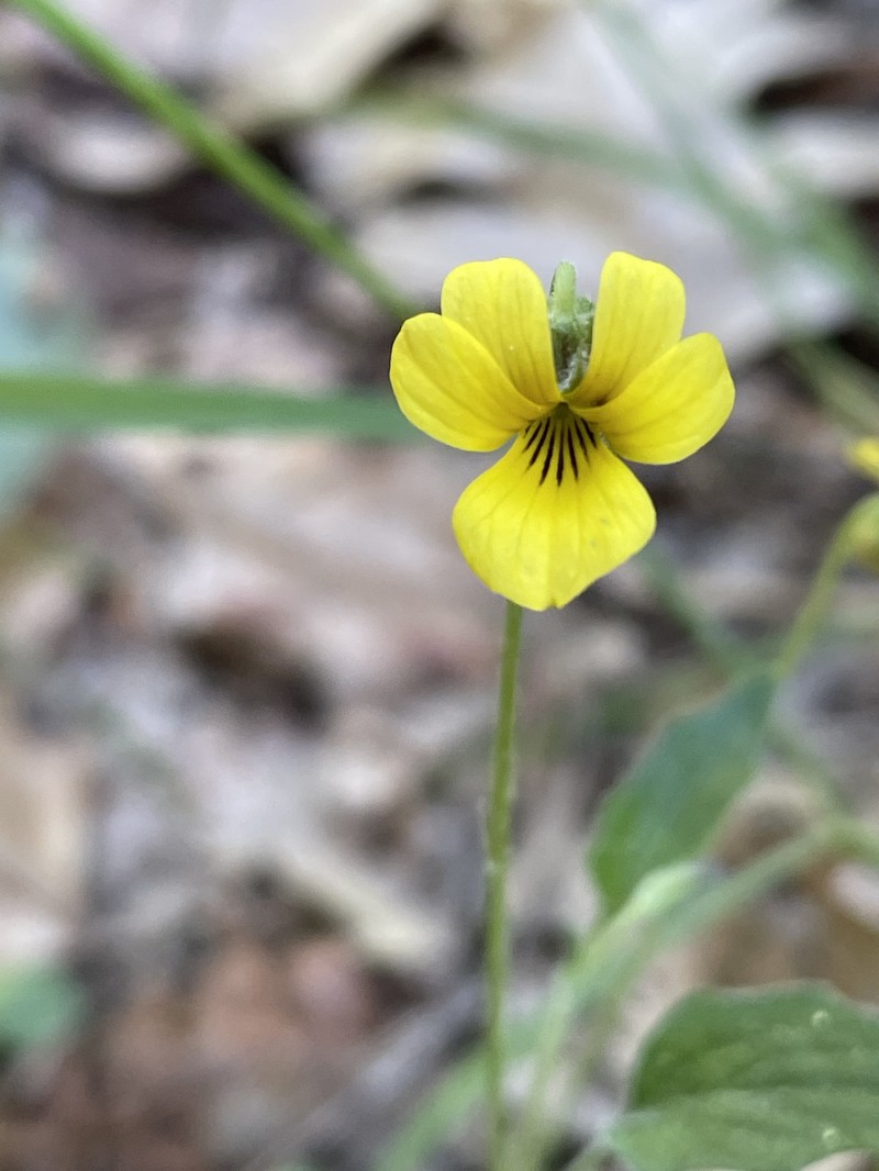 Viola pinetorum var. pinetorum photo 6