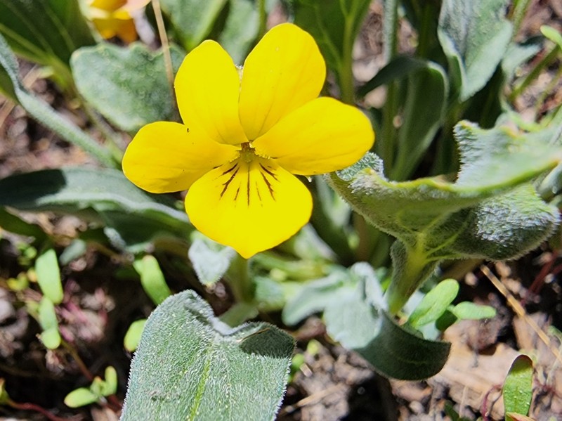 Viola pinetorum var. pinetorum photo 8