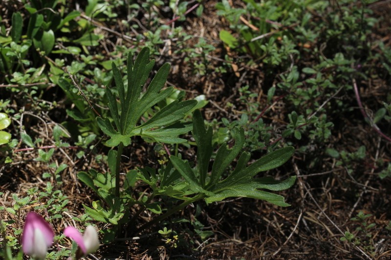 Viola pinnata photo 2