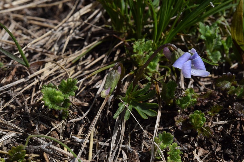Viola pinnata photo 3