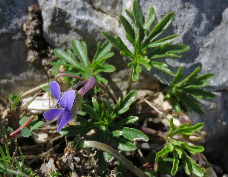 Viola pinnata photo 4