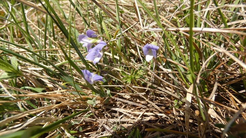Viola pinnata photo 5