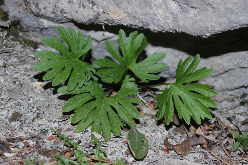 Viola pinnata photo 6