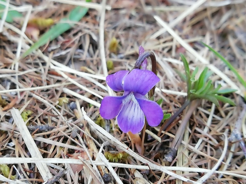 Viola pinnata photo 7