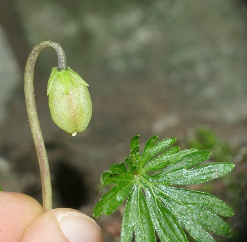 Viola pinnata photo 8