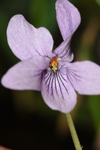 Viola pluviae