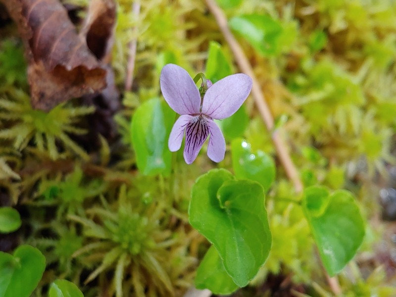 Viola pluviae photo 2