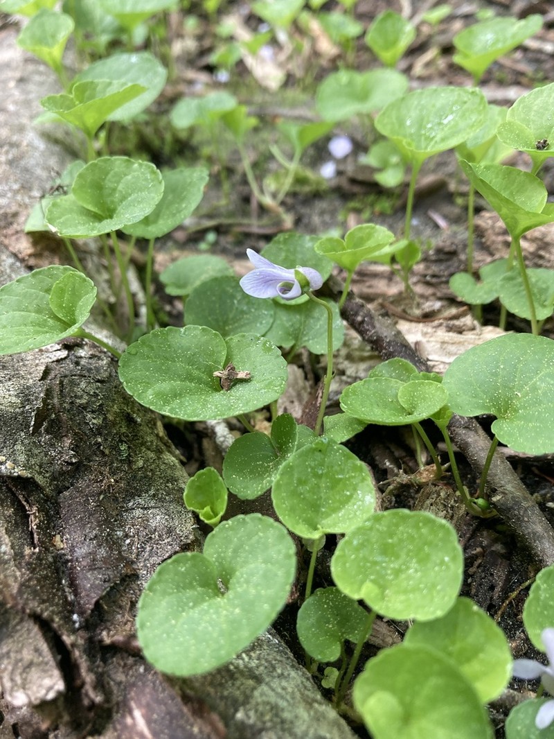 Viola pluviae photo 3