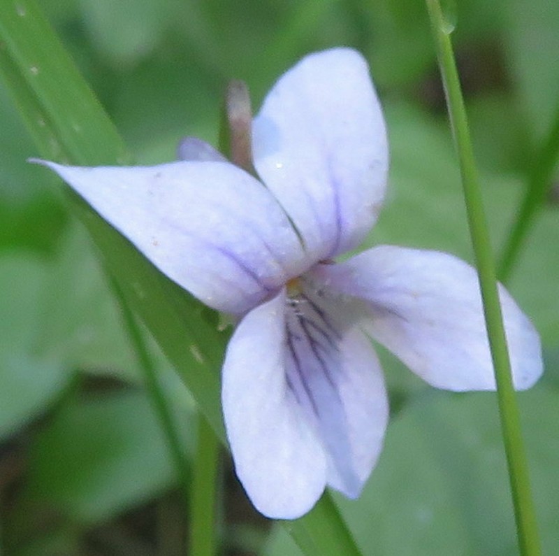 Viola pluviae photo 4