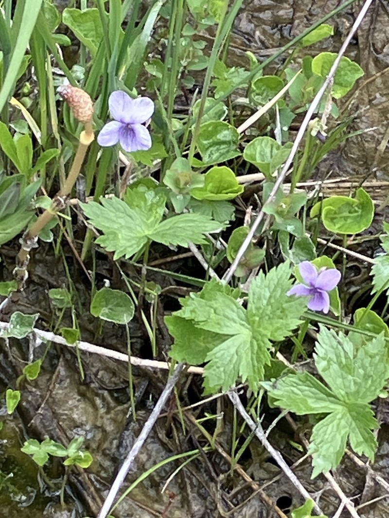 Viola pluviae photo 5