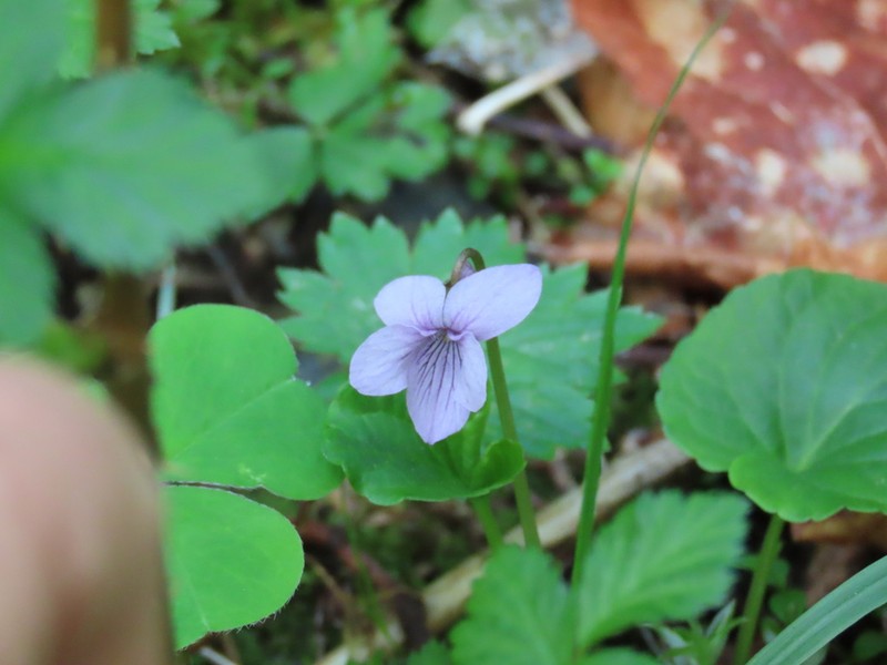 Viola pluviae photo 6