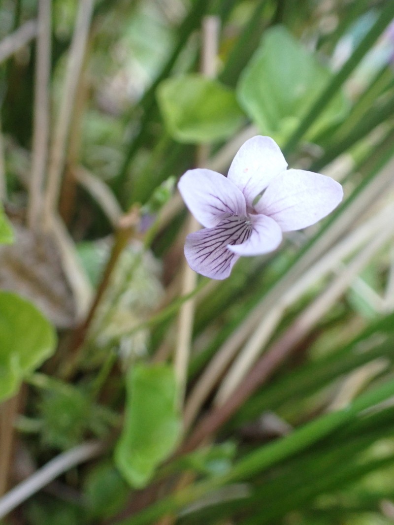 Viola pluviae photo 7