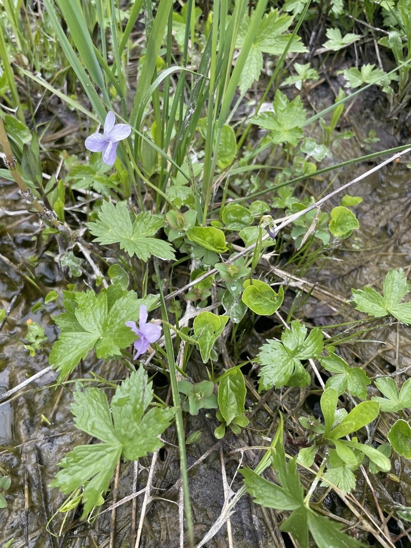 Viola pluviae photo 8