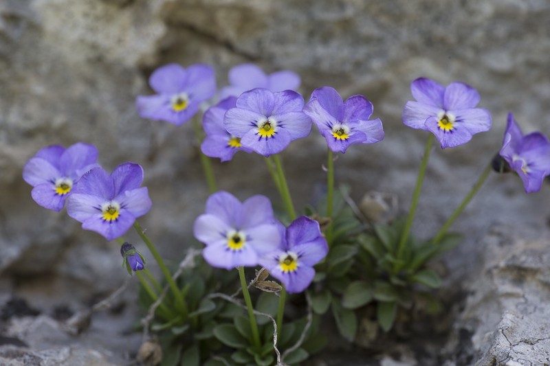 Viola poetica photo 2