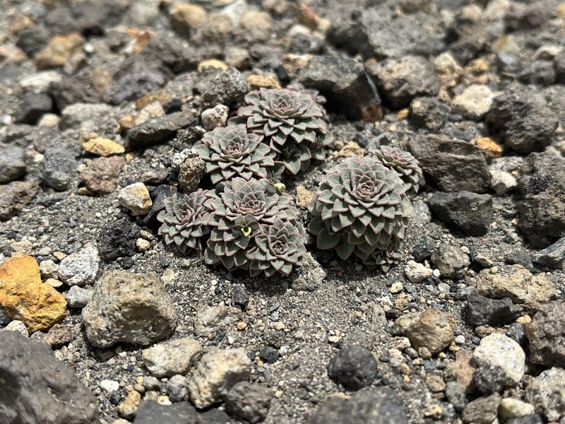 Viola polycephala