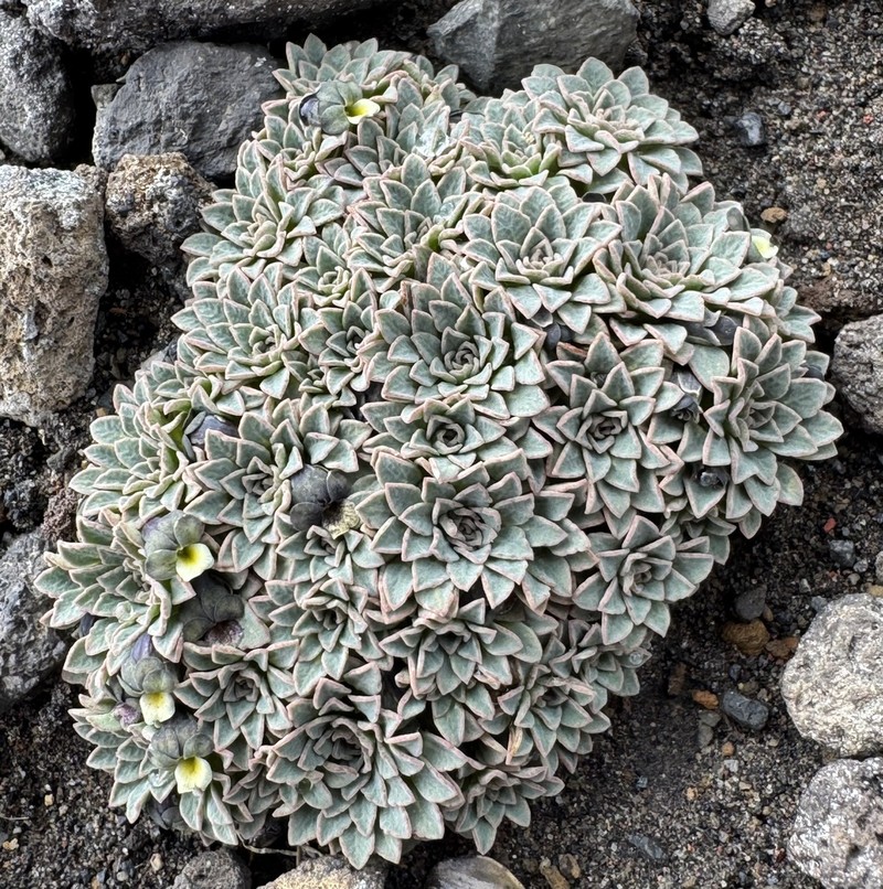 Viola polycephala photo 3