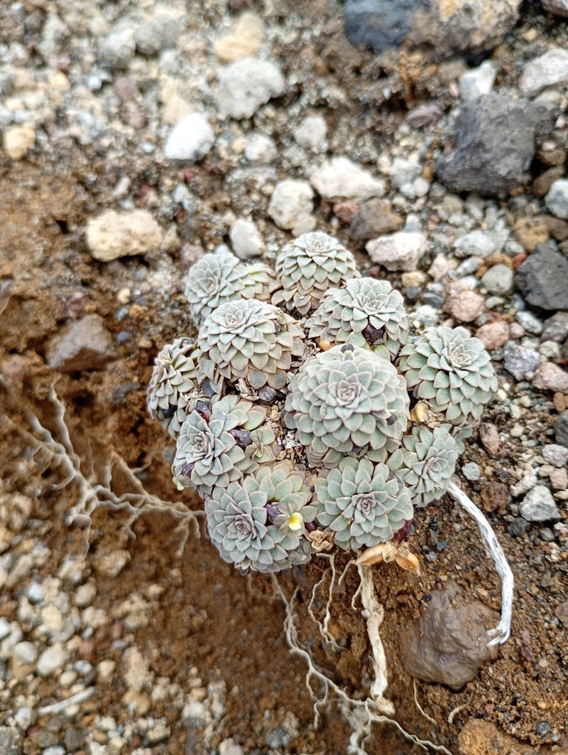 Viola polycephala photo 4