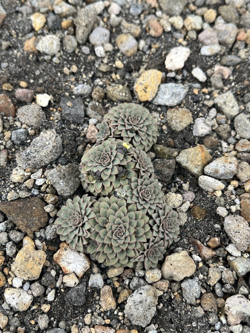 Viola polycephala photo 5