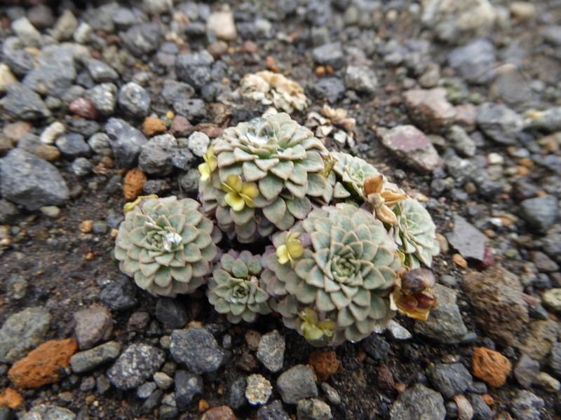 Viola polycephala photo 6